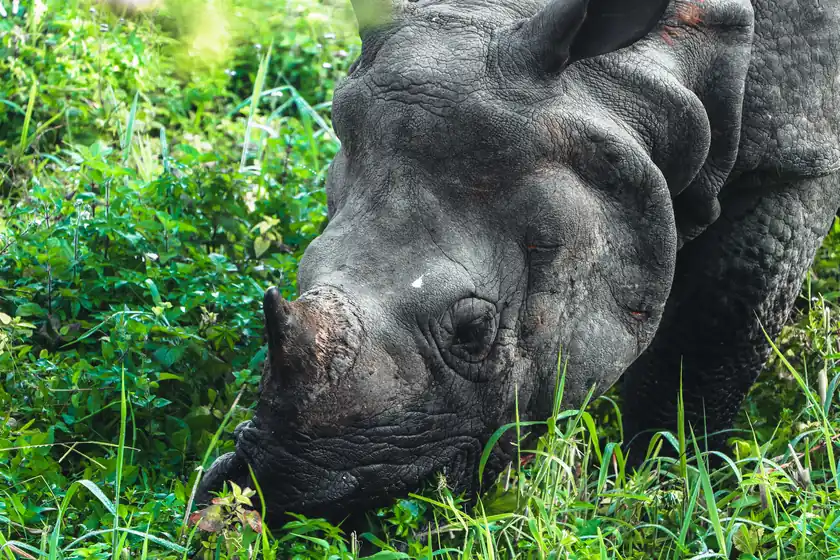 One-horned rhino, Chitwan National Park